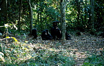 Chimpanzee family nutcracking in forest {Pan troglodytes} Guinea West Africa