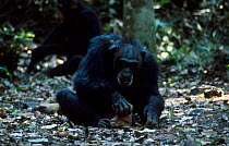 Chimpanzee cracking nut with stone {Pan troglodytes} Guinea West Africa