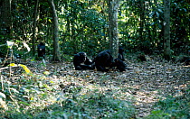 Chimpanzee young cracking nut with stone {Pan troglodytes} Guinea West Africa