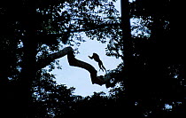 Mandrill leaping in trees {Mandrillus sphinx} Gabon Central Africa