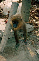 Captured orphan Mandrill kept in village {Mandrillus sphinx} Gabon, Central Africa