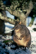 Rufous bellied pademelon in snow {Thylogale billardierri} Lake St Clair NP Tasmania