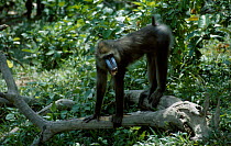 Mandrill large male in forest {Mandrillus sphinx} Gabon, Central Africa