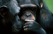 Two Chimpanzees communicating {Pan troglodytes}