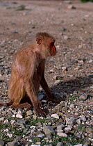 Age dominant Rhesus macaque {Macaca mulatta} West Africa
