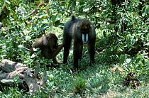 Mandrill male + female pair {Mandrillus sphinx} Gabon, Central Africa