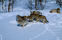 Grey wolf pack greeting {Canis lupus} captive Finnmark, Norway