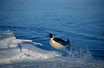 Emperor penguin flying out of sea {Aptenodytes forsteri} Antarctica