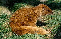 Yellow mongoose {Cynictis pencillata} captive from South Africa