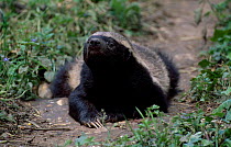 Ratel (Honey badger) male {Mellivora capensis} C from Africa + Asia