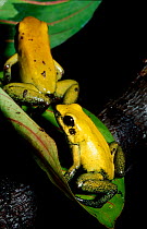 Bicoloured or Black-legged Poison dart frog (Phyllobates bicolor), captive from Colombia, most venomous