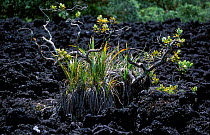 Plants colonising bare volcanic rock (Black basalt) Rangitoto Is, North Is, New Zealand