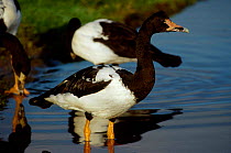 Magpie goose {Anseranas semipalmata} captive from Australia + New Guinea
