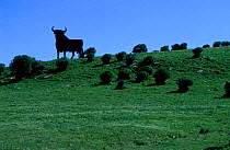 Bull silhouetted on skyline Tarifa Cadiz Spain