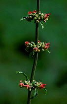 Figwort {Scrophularia sambucifolia} Spain