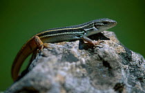 Lizard basking on rock {Psammodromus algirus} Spain