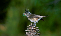 Crested tit on fir cone {Parus cristatus} Spain