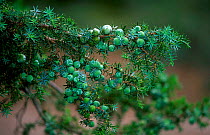 Prickly juniper with berries {Juniperus oxycedrus} Spain
