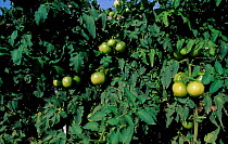 Green Tomatoes on plant {Lycopersicon esculentum} Spain