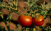 Ripe Tomatoes on plant {Lycopersicon esculentum} Spain
