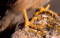 Lesser kestrel close-up of claws {Falco naumanni} Spain