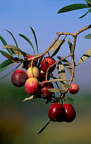 Red Olives on tree {Olea europaea} Spain