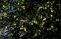 Green Olives on tree {Olea europaea} Spain
