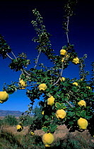 Quince fruit on tree {Cydonia oblonga} Spain
