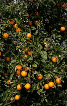 Oranges on tree {Citrus aurantium sinensis} Spain