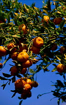 Mandarines on tree {Citrus deliciosa} Spain