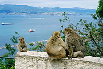 Barbary apes {Macaca sylvanus} with Straits of Gibraltar behind Gibraltar, Spain