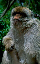 Barbary ape portrait {Macaca sylvanus} Gibraltar, Spain