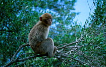 Barbary ape in tree {Macaca sylvanus} Gibraltar, Spain