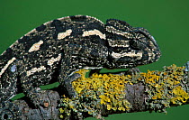 European chameleon {Chamaeleo chamaeleo} Spain