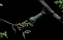 European chameleon {Chamaeleo chamaeleo} moving through vegetation. Spain sequence 2/3