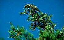 European / Iberian chameleon {Chamaeleo chamaeleo} juvenile, Barbate pine dune and pinewoods NP, Cádiz province, South Spain.