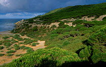 Pine tree forest Brena y pinar NP Barbate, Andalucia, Spain habitat for European chameleon