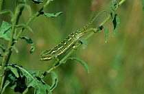 European chameleon walking down plant. Camouflage. Sequence 2/3 {Chamaeleo chamaeleo} Spain