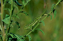 European chameleon walking down plant. Camouflage. Sequence 1/3 {Chamaeleo chamaeleo} Spain