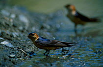 Red rumped swallow collecting mud {Cecropis daurica} Spain {Hirundo}
