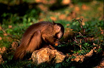 Brown capped capuchin cracks nut on stone {Cebus apella} captive, from S America