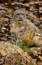 Snow leopard {Panthera uncia} captive from E Asia (endangered)