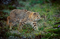 Bobcat prowling {Felis rufus} captive from N America