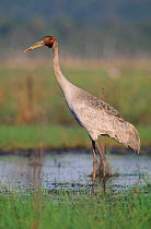 Brolga crane {Grus rubicunda} Yepon, Queensland, Australia