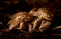 Common european toad males try to mate with female {Bufo bufo} Hungary