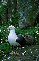Lesser black backed gull + chicks {Larus fuscus} UK