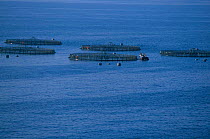 Commercial fish farming Spain