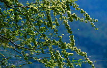 Elm tree flowers {Ulmus menor} Spain
