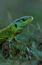 Sand lizard male {Lacerta agilis} Ainsdale NP Lancashire UK