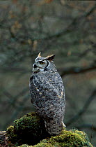Great horned owl {Bubo virginianus} C